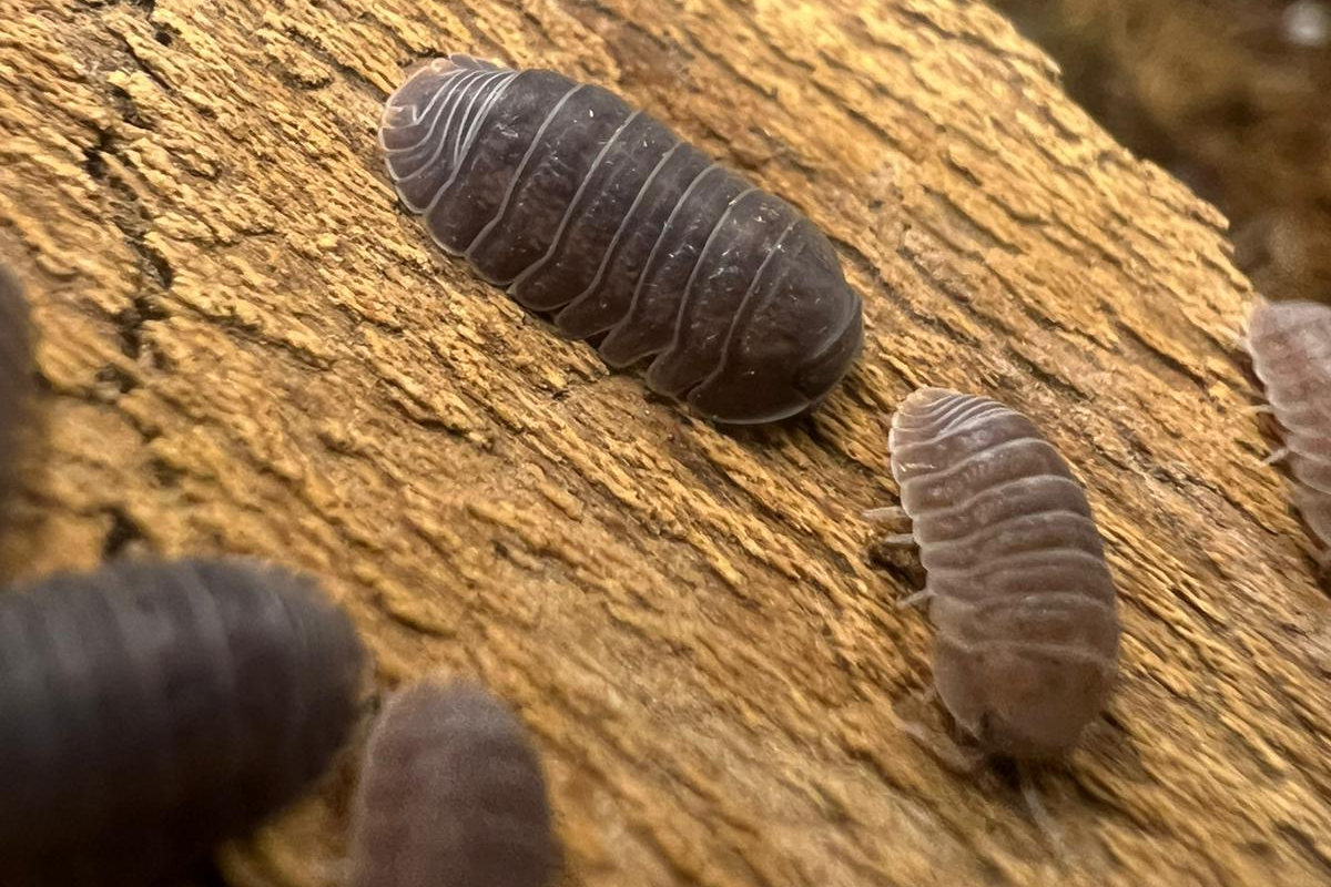 Cubaris murina