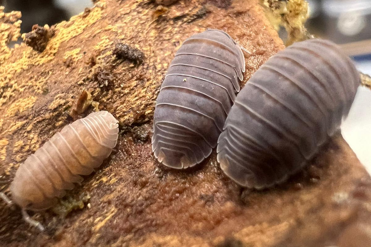 Cubaris murina