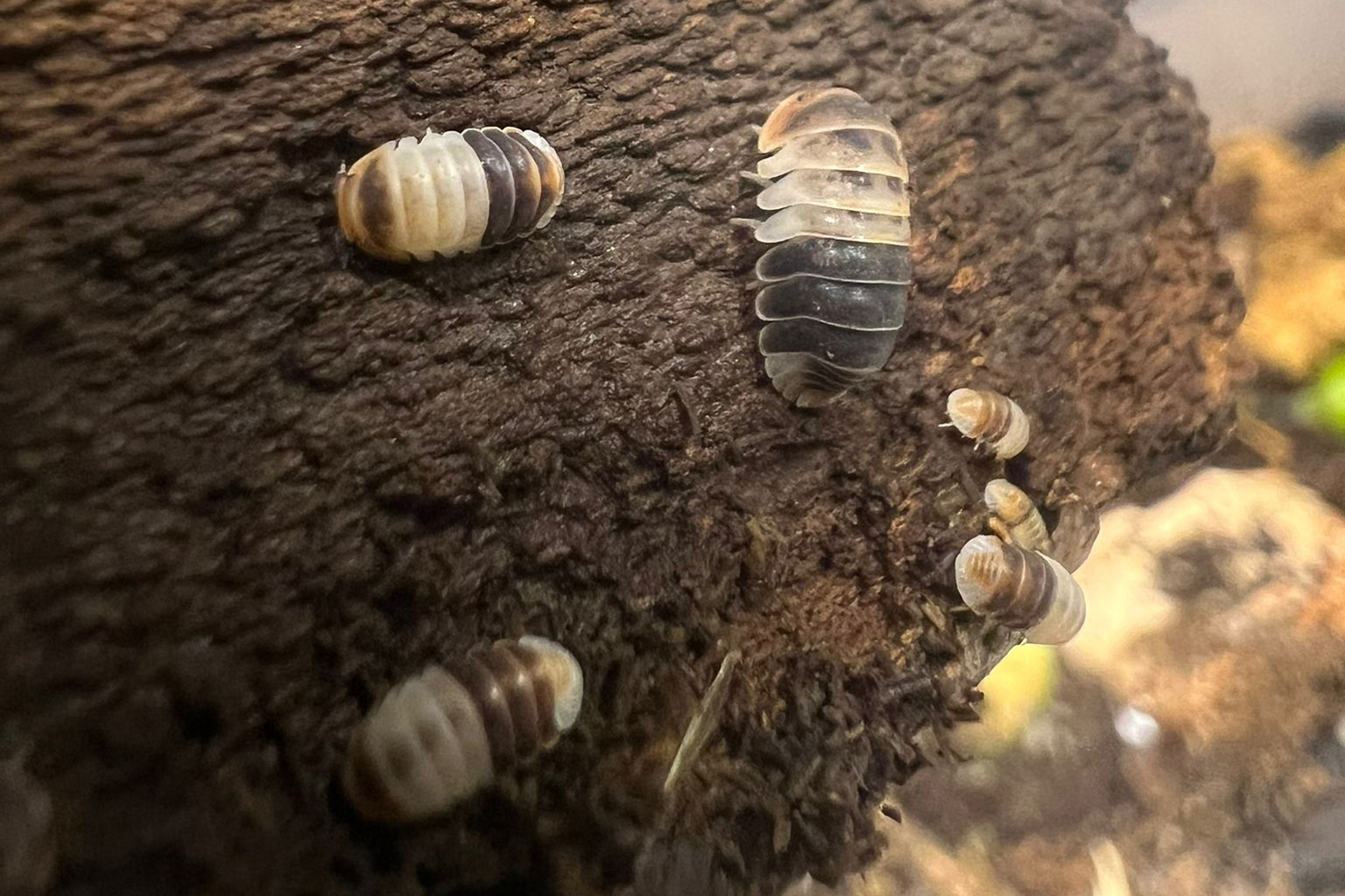 Cubaris sp "White Shark"