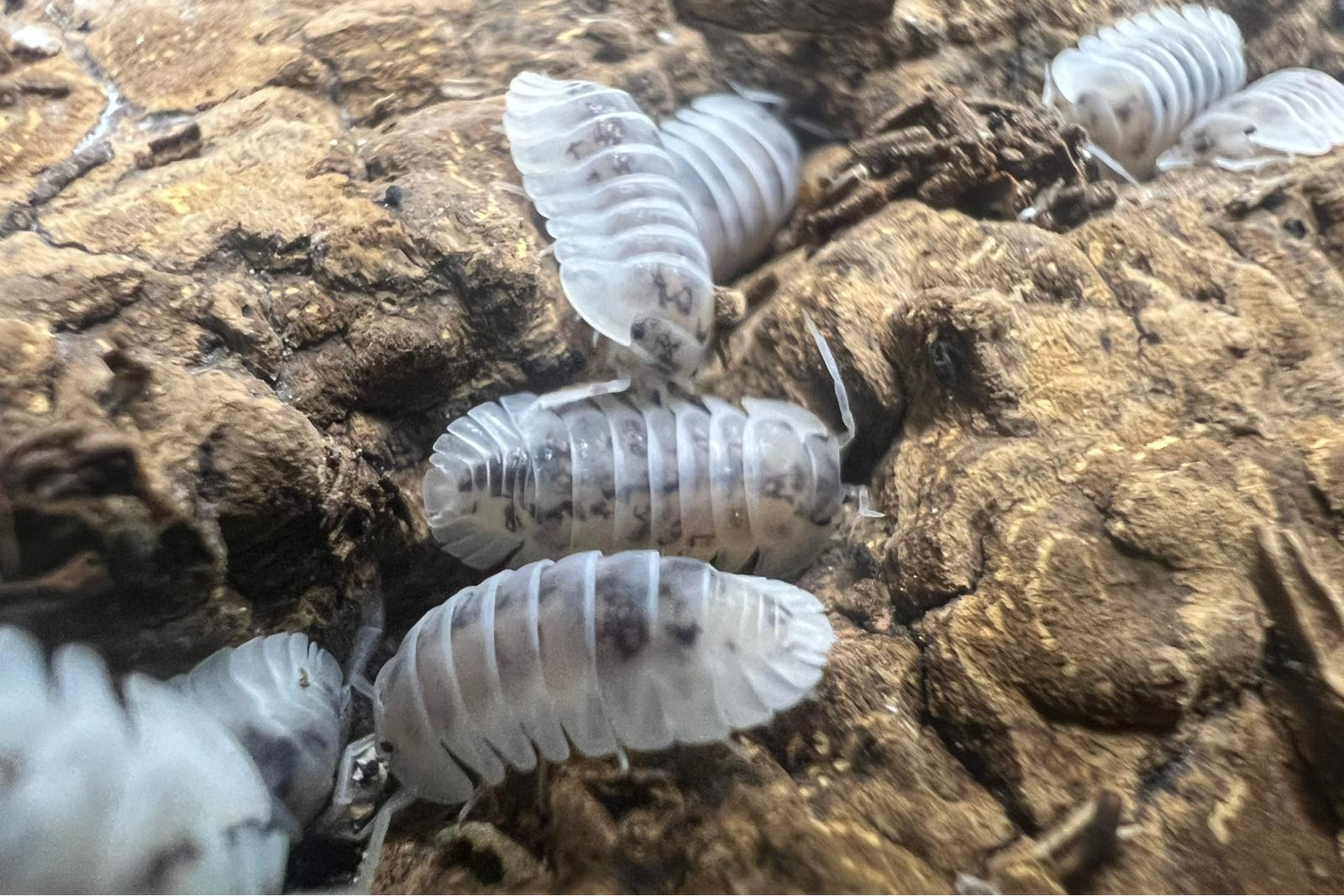 Nesodillo arcangelii "Shiro Utsuri"
