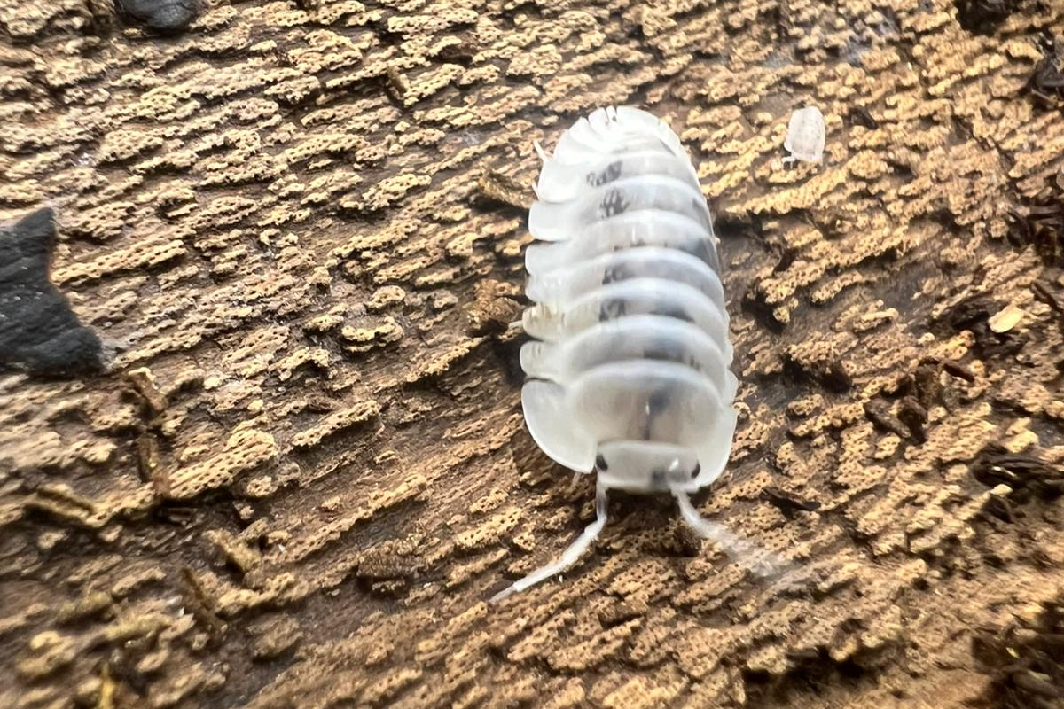Nesodillo arcangelii "Shiro Utsuri"