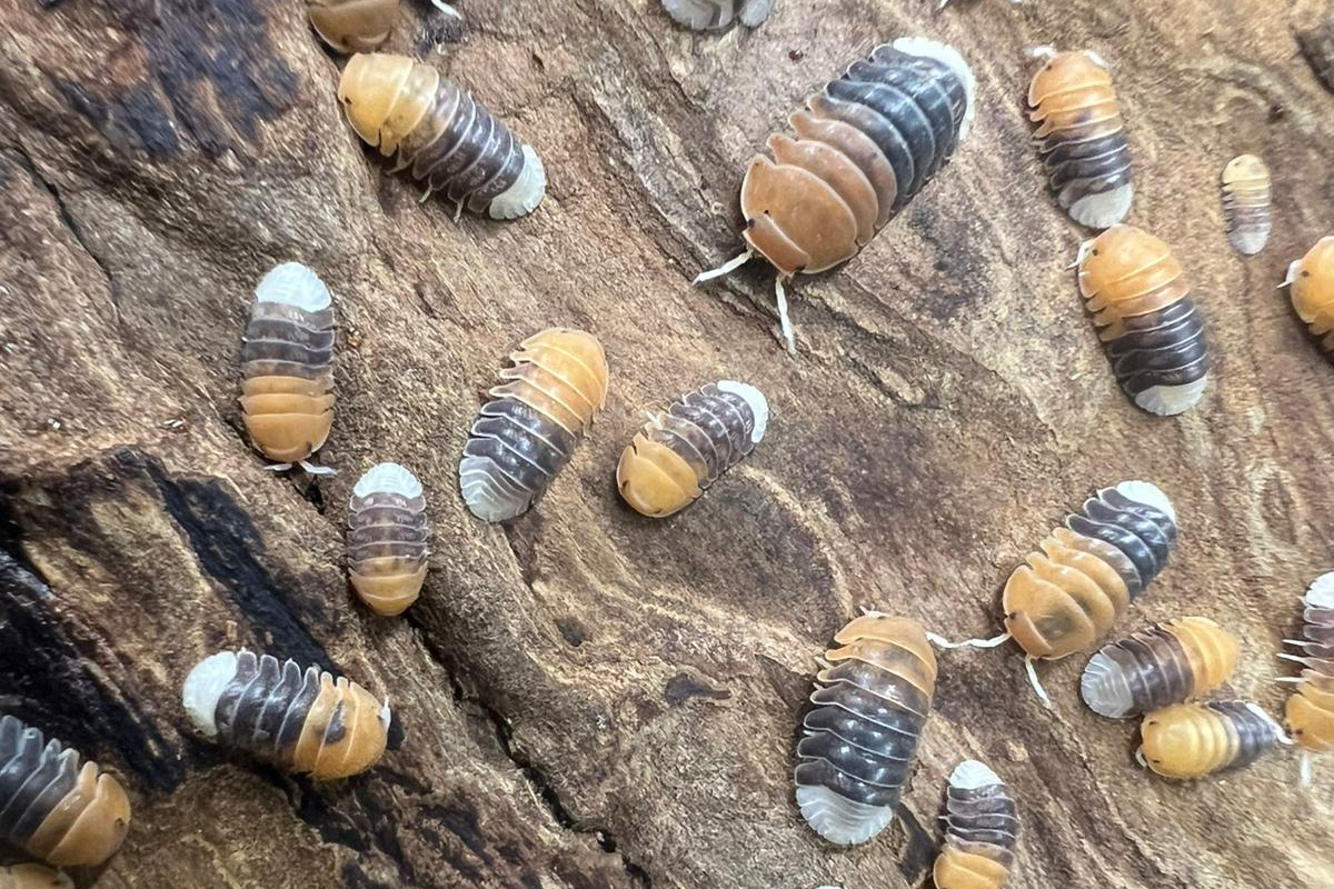 Cubaris sp. "Daxin Tricolor"