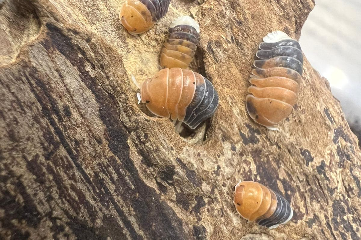 Cubaris sp. "Daxin Tricolor"