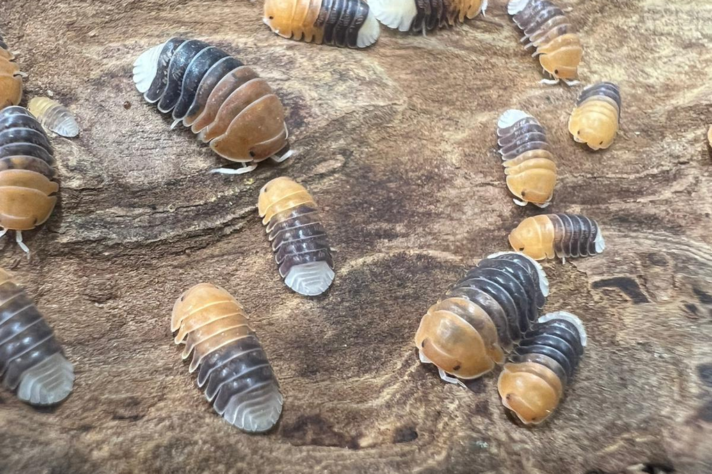 Cubaris sp. "Daxin Tricolor"