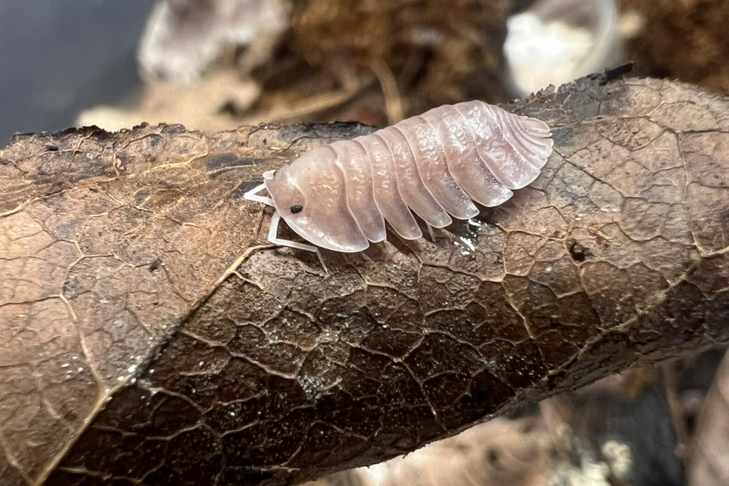 Troglodillo sp. "Soil"