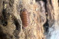 Carabillo martinicensis