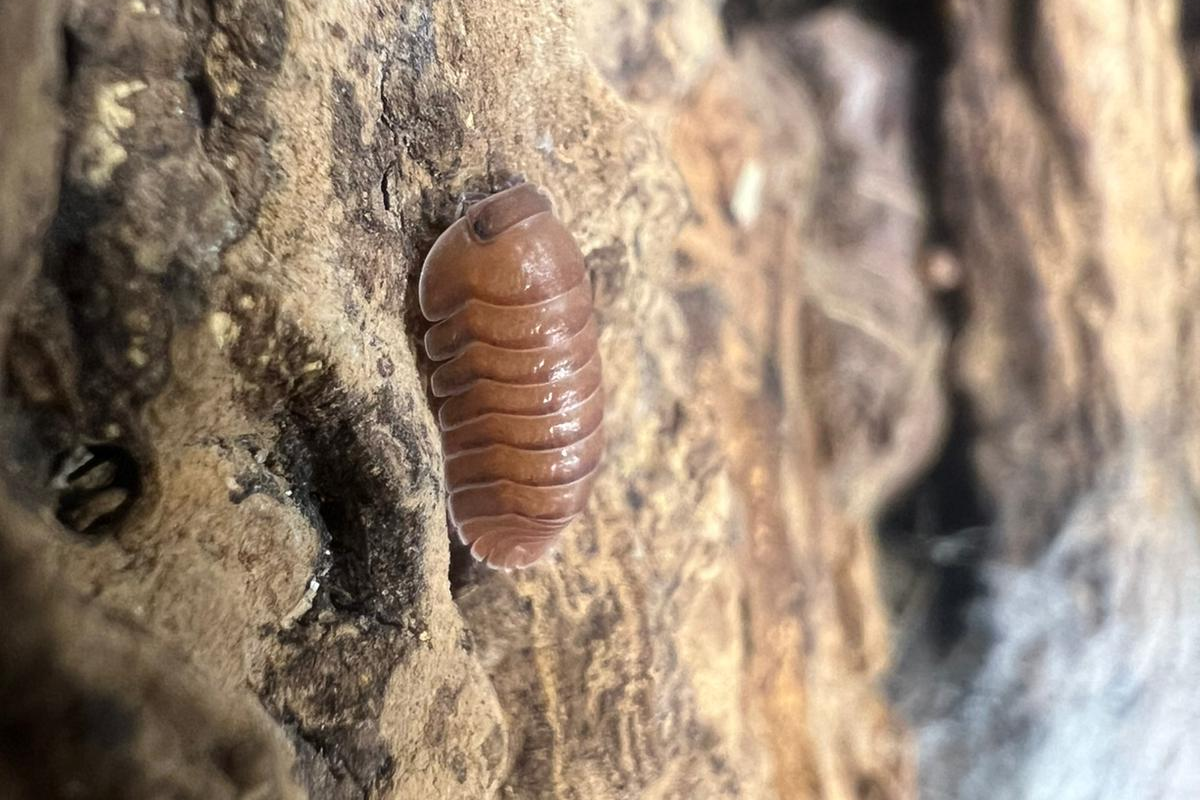 Carabillo martinicensis