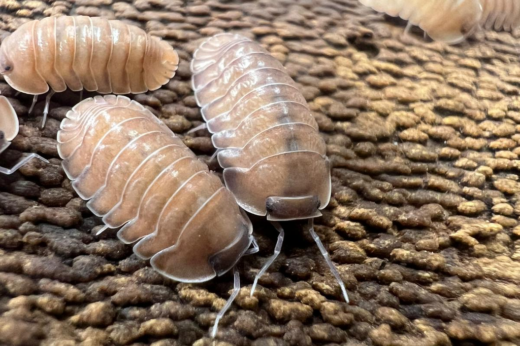 Carabillo martinicensis