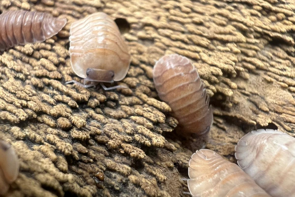 Carabillo martinicensis