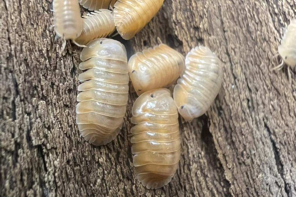 Cubaris sp. "Orange Freezy"