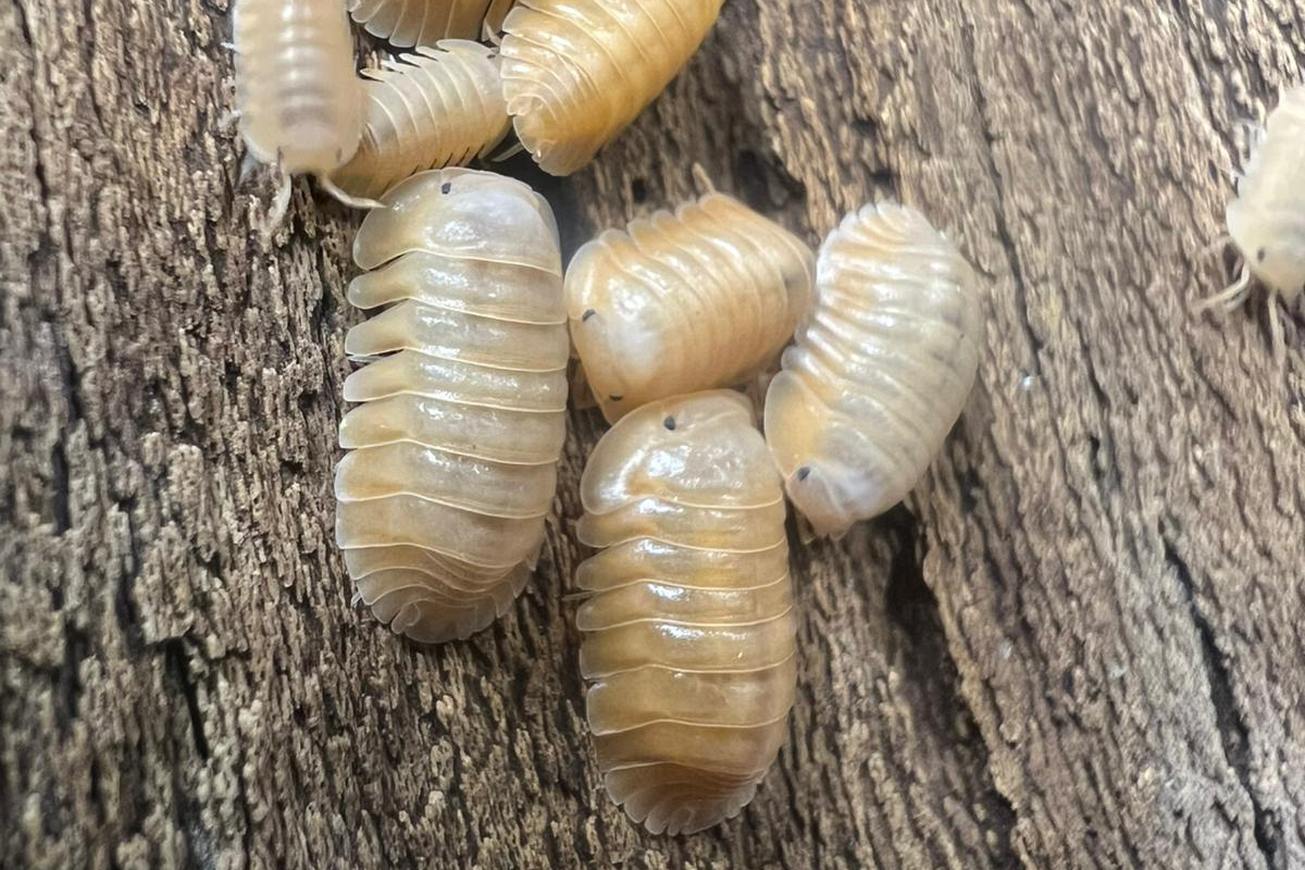 Cubaris sp. "Orange Freezy"