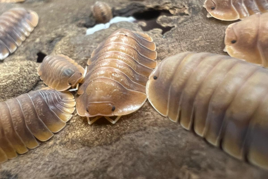 Troglodillo sp. "Vex"