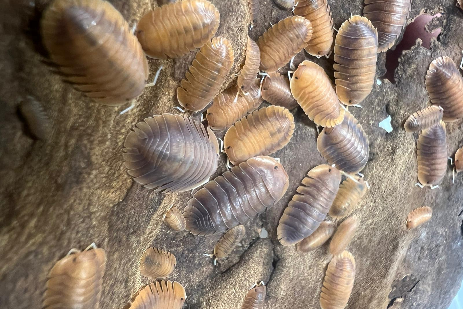 Troglodillo sp. "Vex"