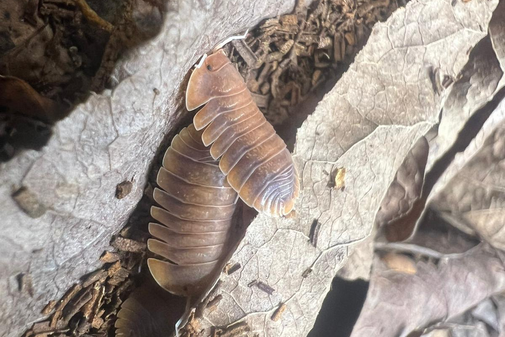 Troglodillo sp. "Vex"