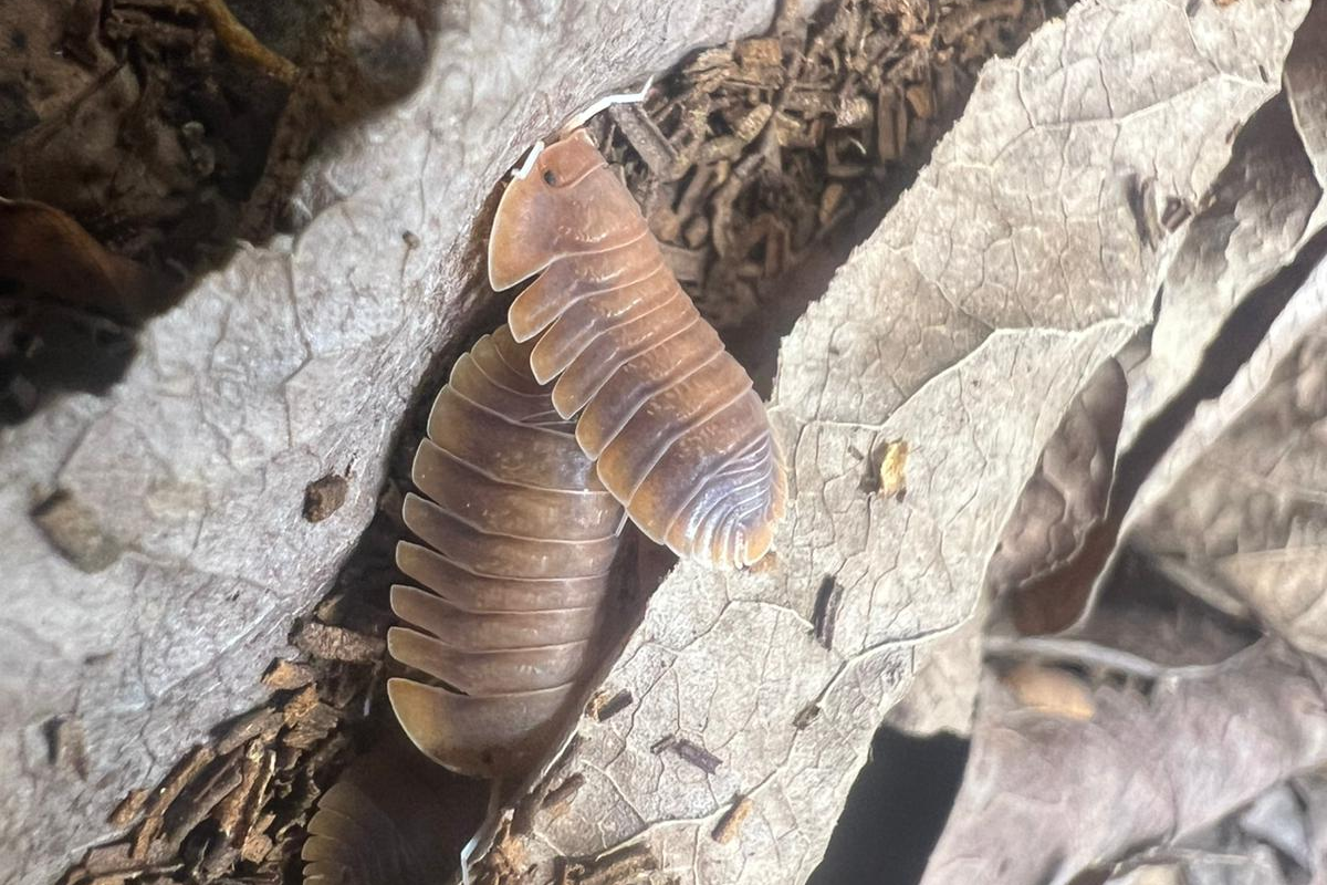 Troglodillo sp. "Vex"