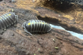 Armadillidium germanicum