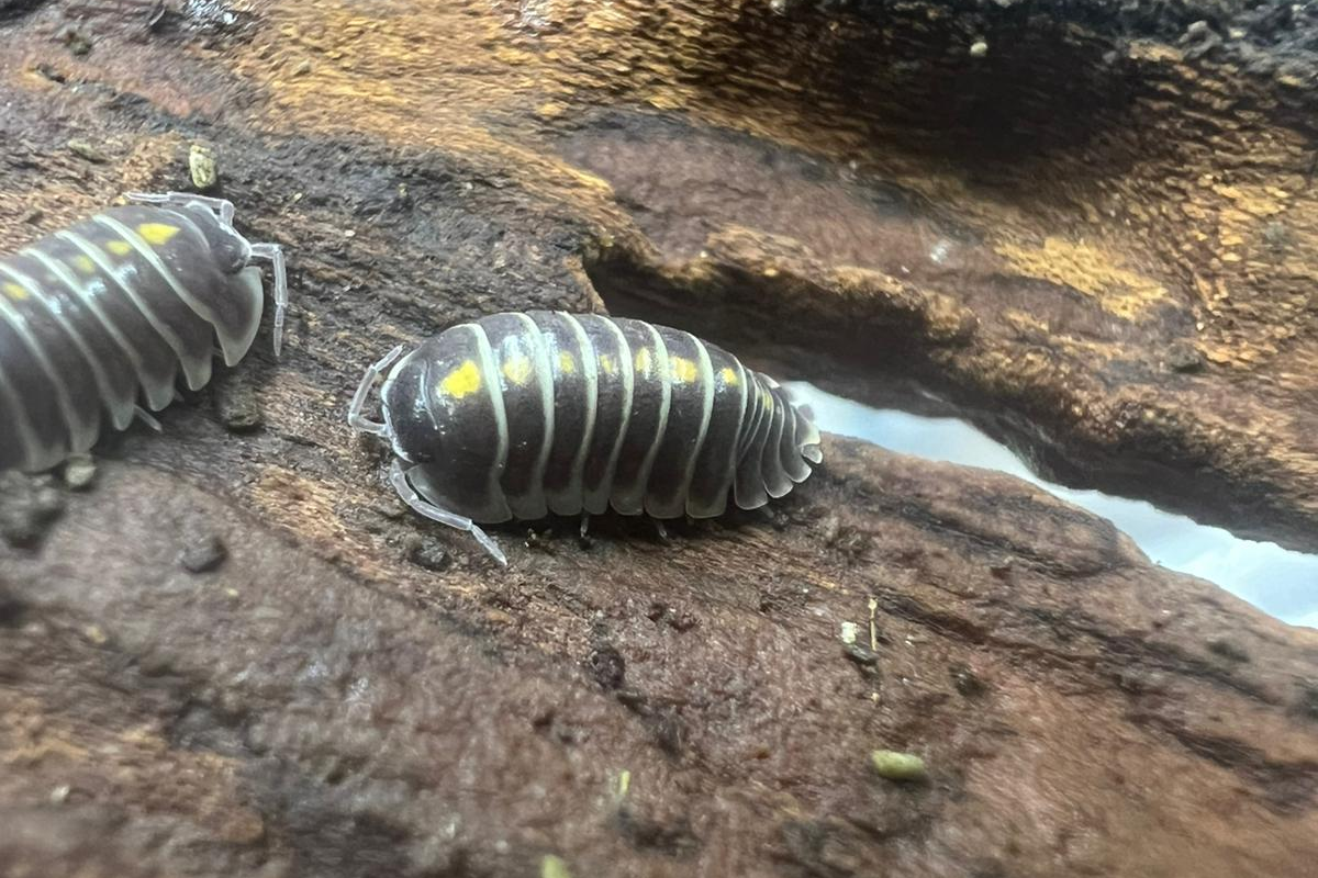 Armadillidium germanicum