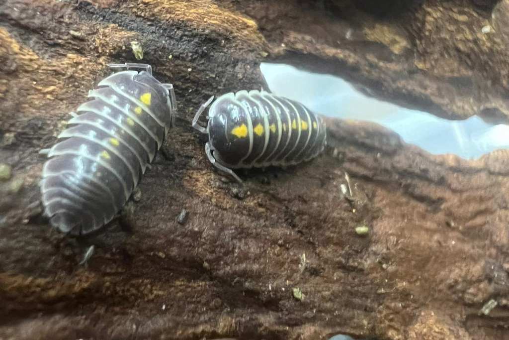 Armadillidium germanicum