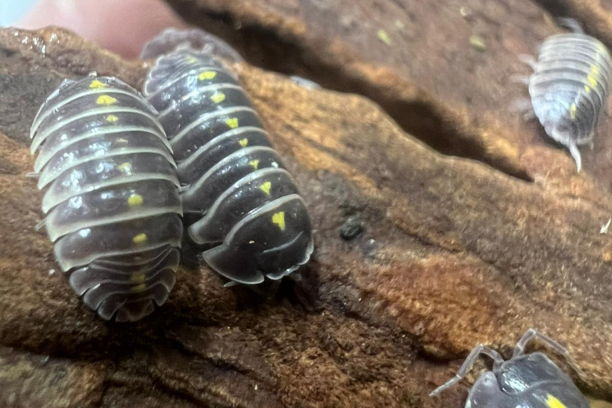 Armadillidium germanicum