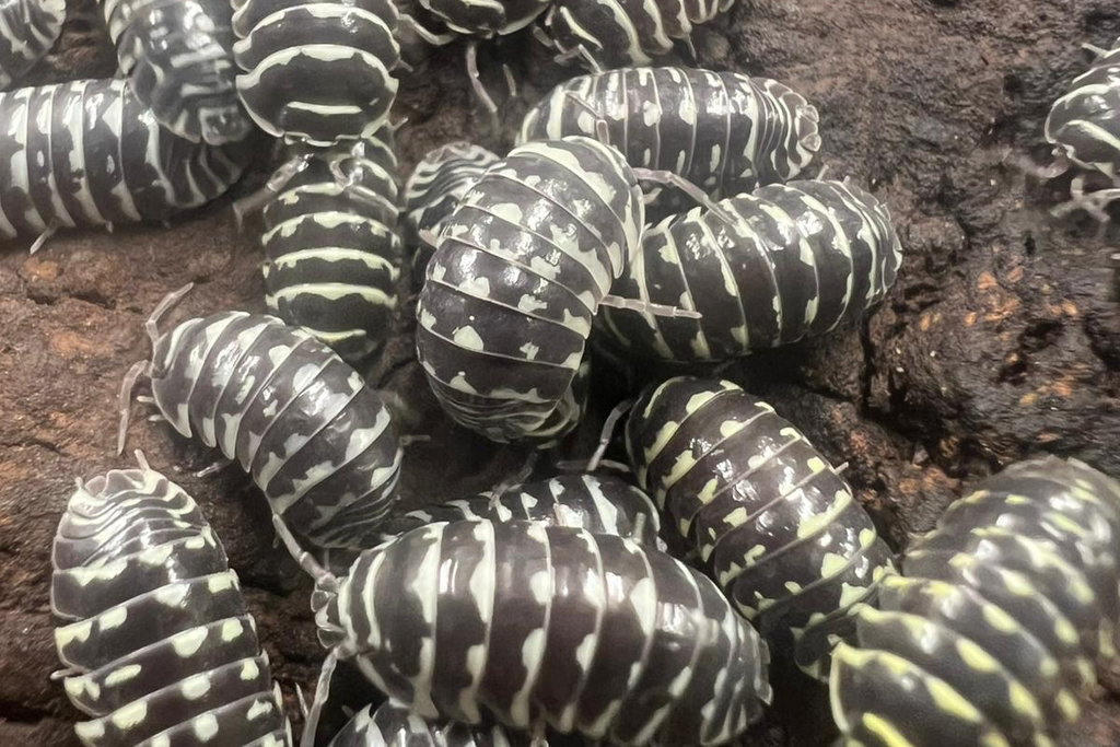 Armadillidium maculatum