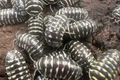 Armadillidium maculatum