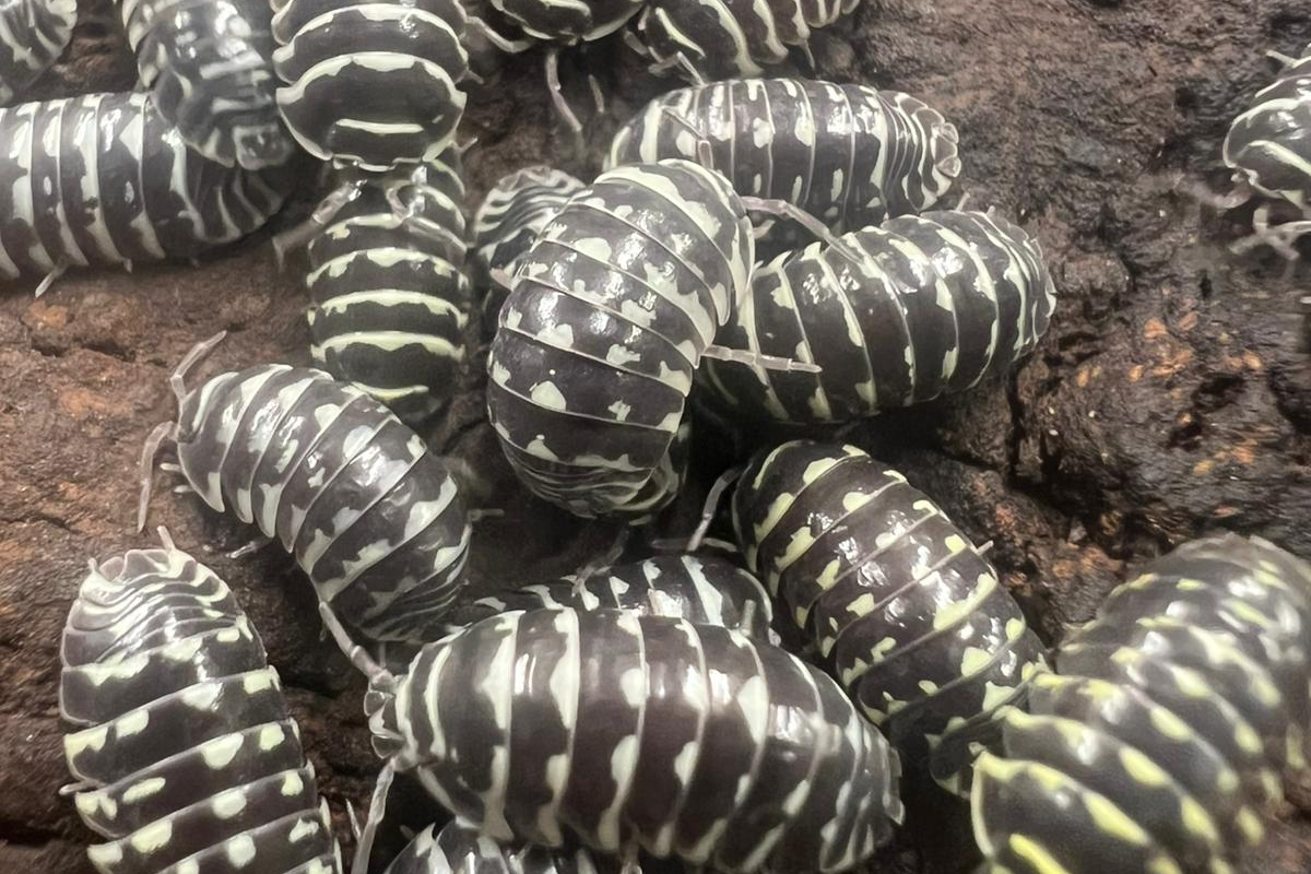 Armadillidium maculatum