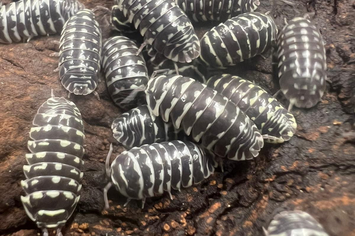 Armadillidium maculatum