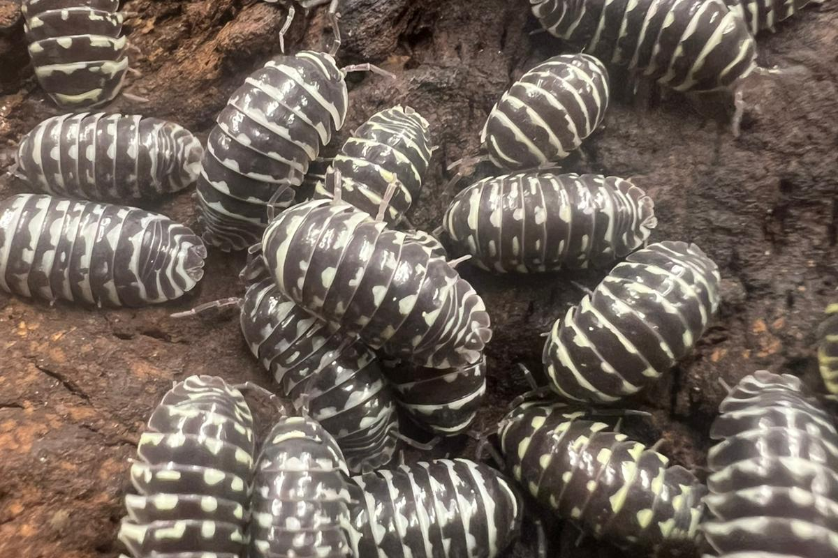 Armadillidium maculatum