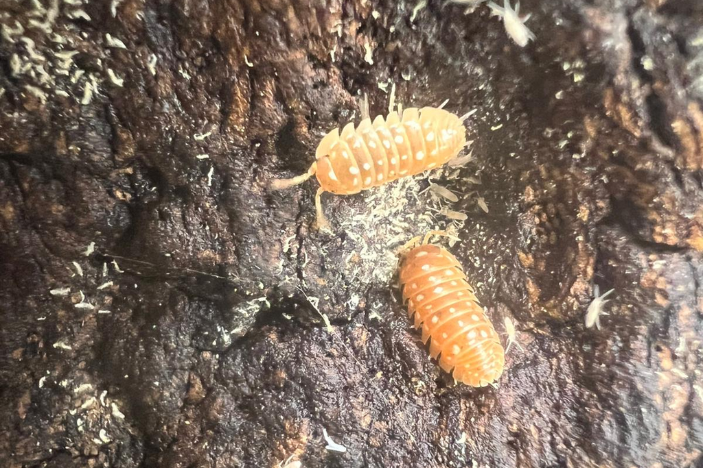 Armadillidium werneri "Red/Orange"