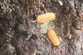 Armadillidium werneri "Red/Orange"