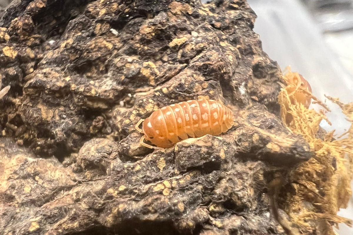 Armadillidium werneri "Red/Orange"
