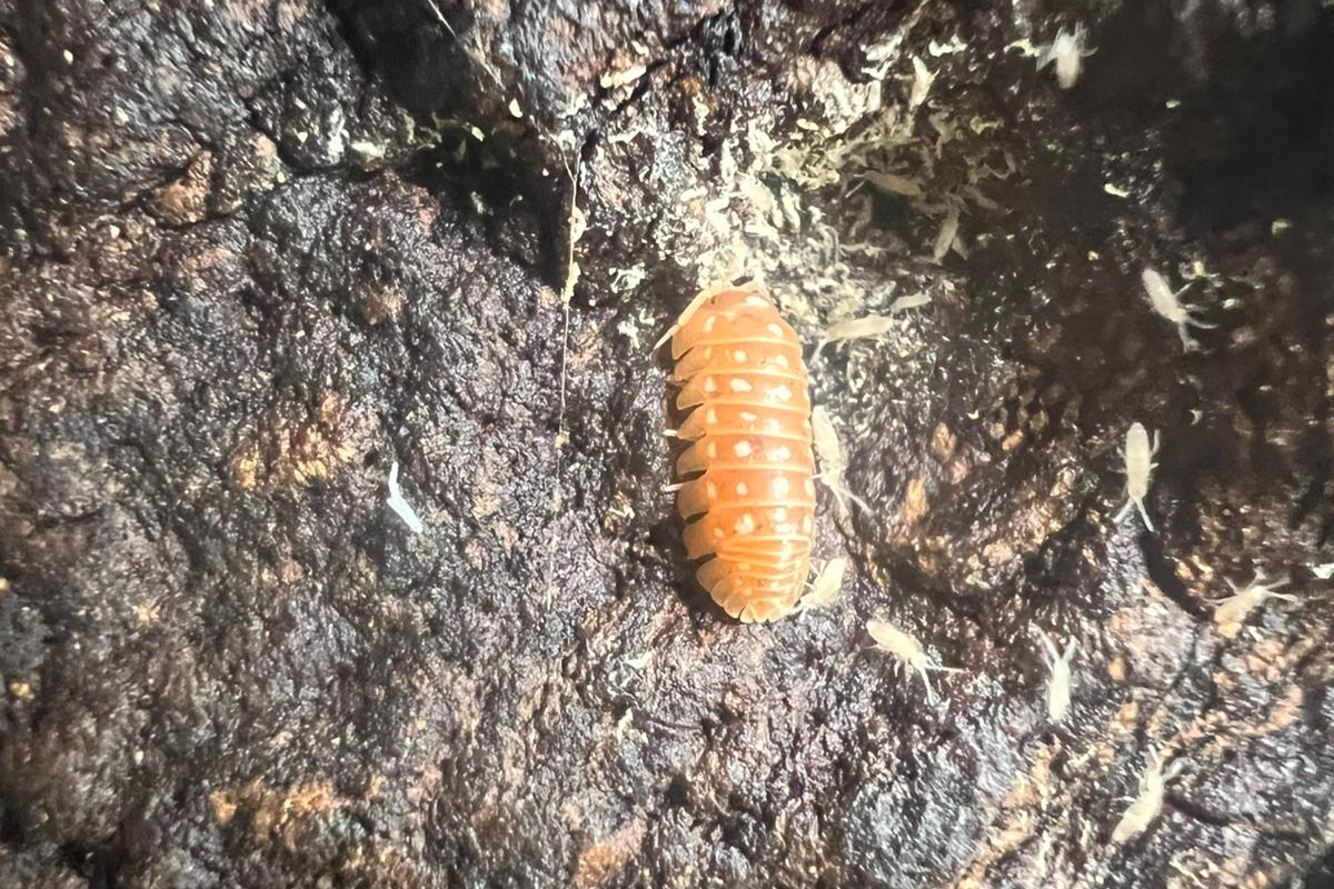 Armadillidium werneri "Red/Orange"