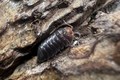 Armadillidium flavoscutatum "Red Head"