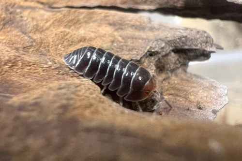 Armadillidium flavoscutatum "Red Head"