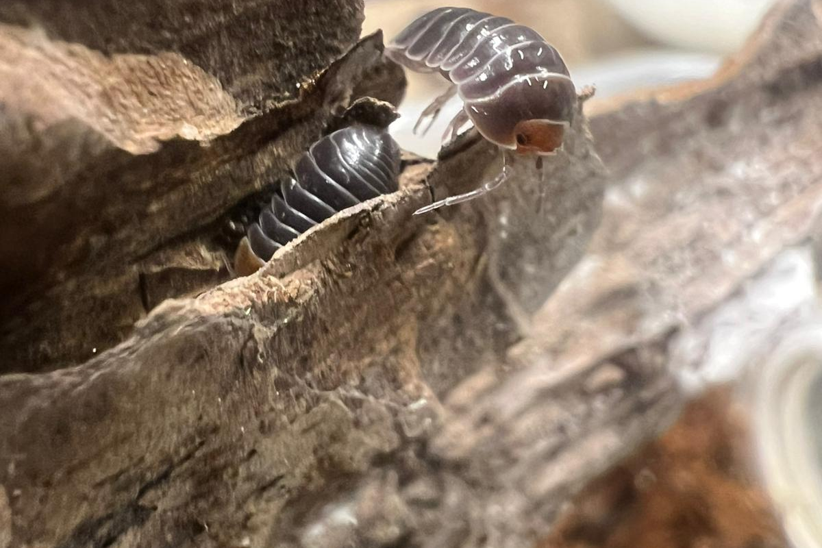 Armadillidium flavoscutatum "Red Head"