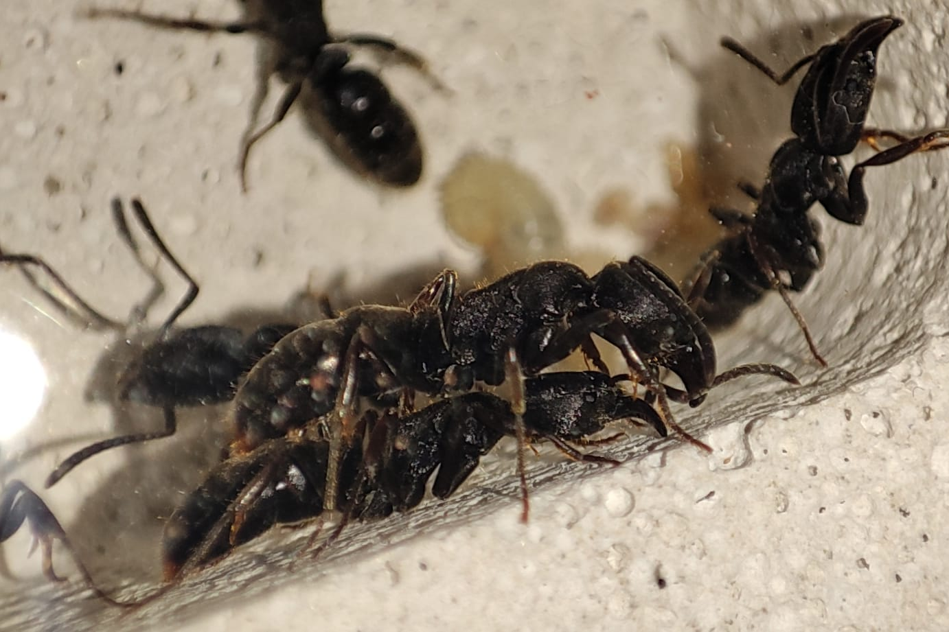 Ectomomyrmex astutus
