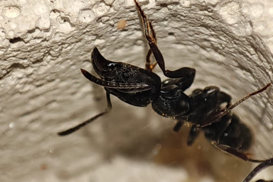Ectomomyrmex astutus