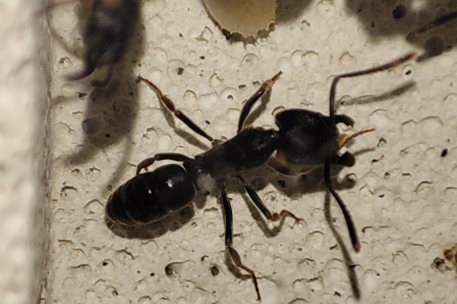 Ectomomyrmex astutus