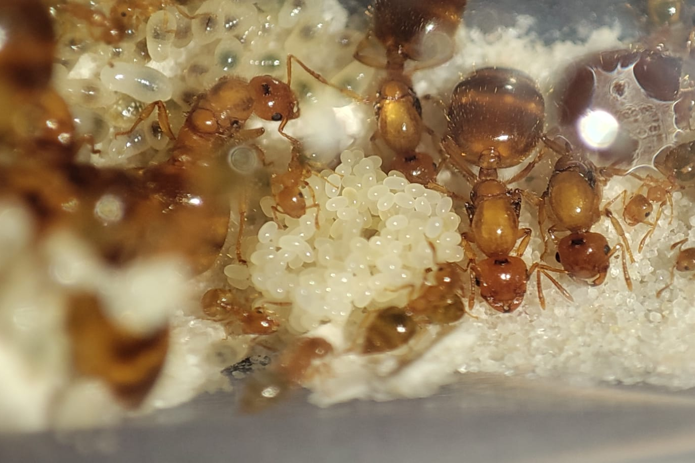 Crematogaster biroi