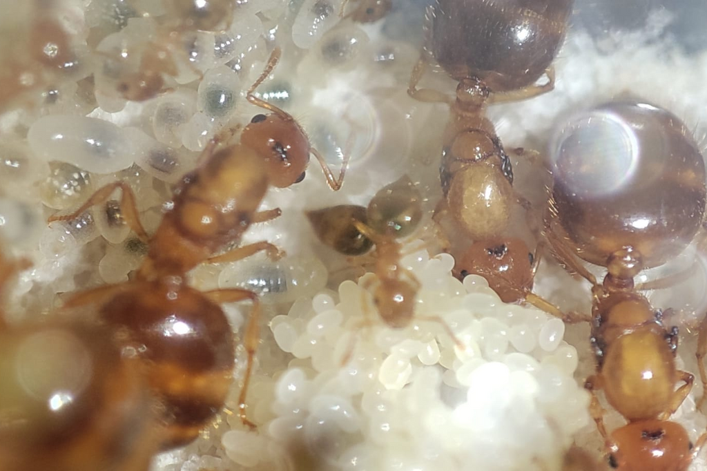 Crematogaster biroi