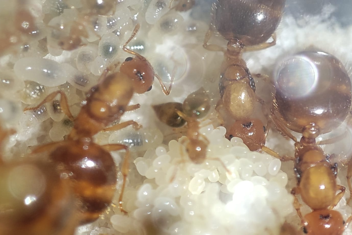 Crematogaster biroi
