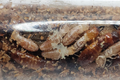 Neotermes sp. "Guangzhou"