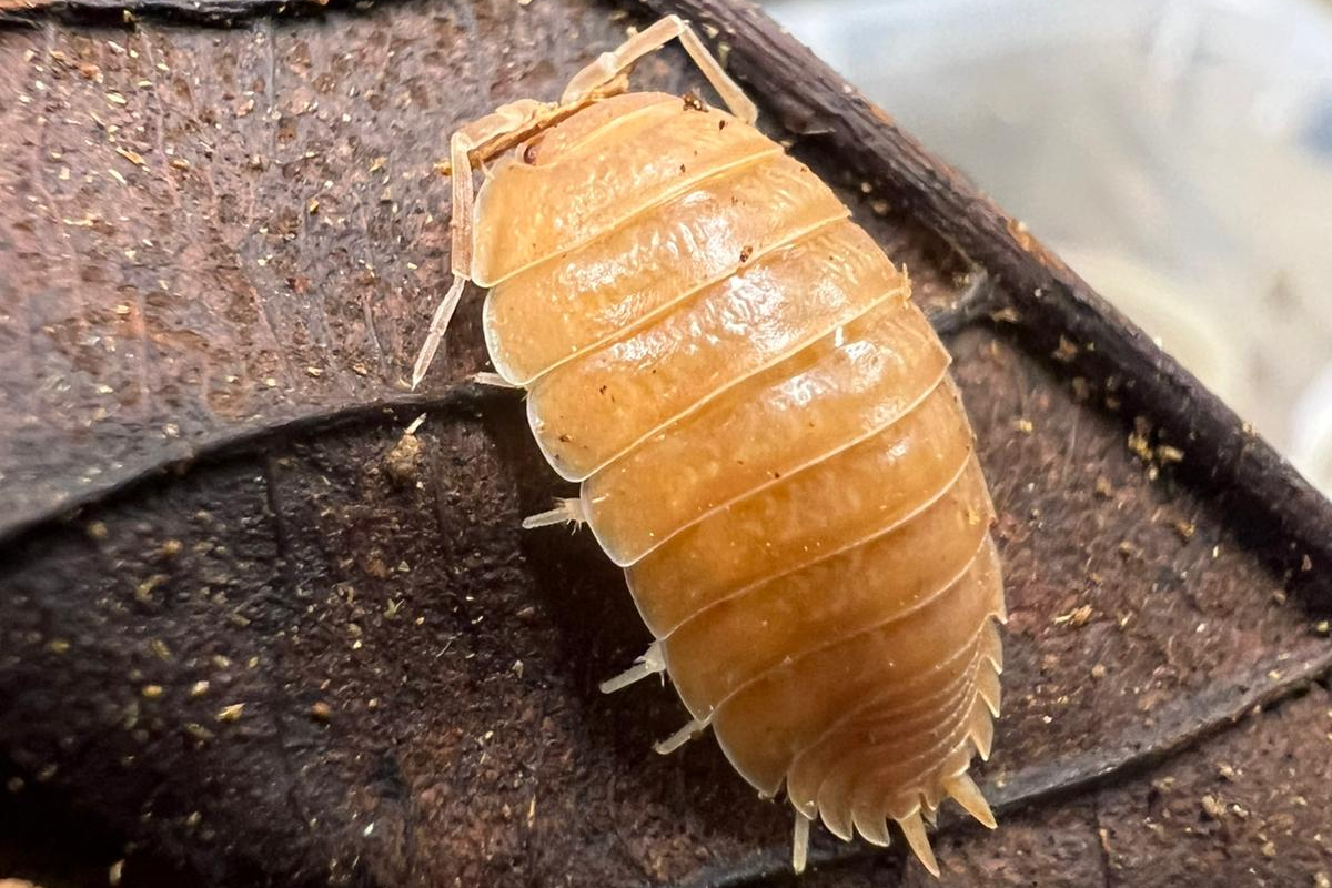 Porcellio laevis "Orange"