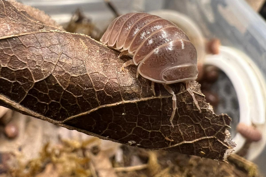 Armadillo officinalis "Red/Brown"