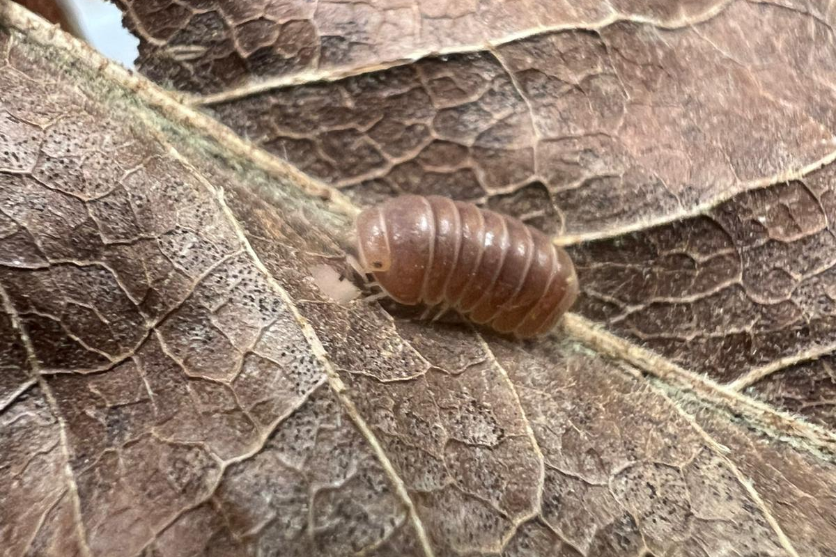 Armadillo officinalis "Red/Brown"