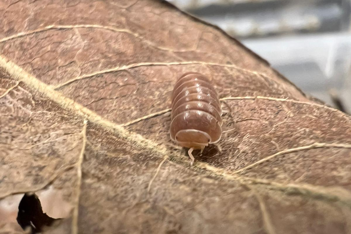 Armadillo officinalis "Red/Brown"