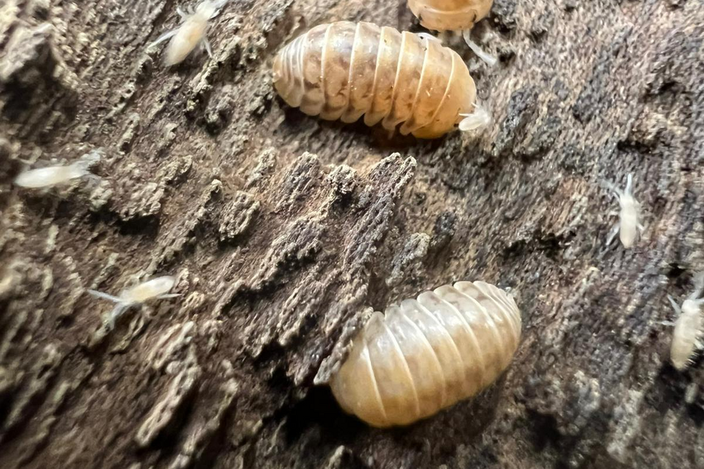 Venezillo parvus "Orange"