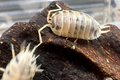 Porcellio laevis "Dairy Cow"