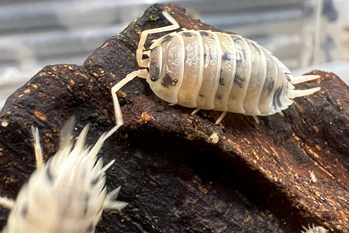 Porcellio laevis "Dairy Cow"