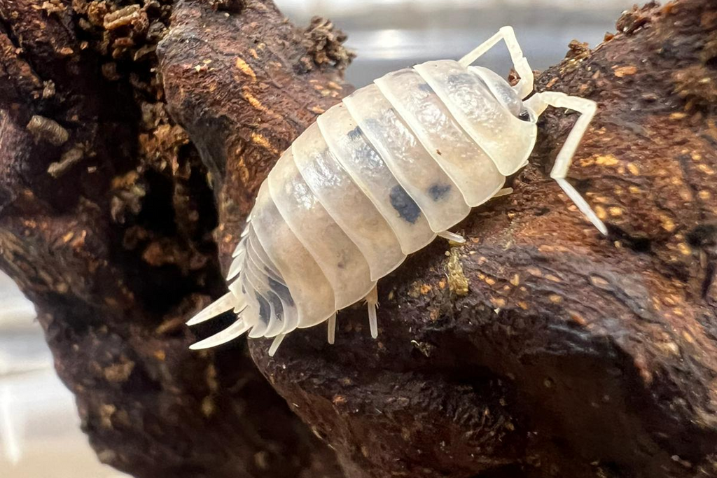Porcellio laevis "Dairy Cow"